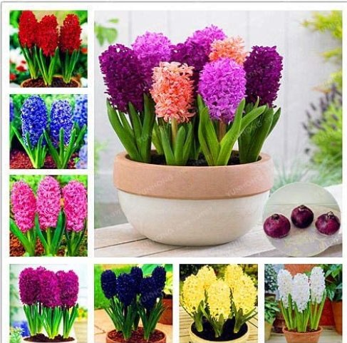 JMS Color Mixing Hyacinth Easy Grow, Bonsai Plant For Home Garden(Not Hyacinth Seeds)1 Pcs