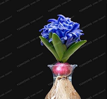 JMS Hyacinth Bulb 1 Piece