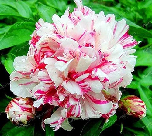 JMS 10 Pcs/Lot Paeonia Lactiflora Bonsai Heirloom Tree Peony Plant Hardy Perennial Bonsai Plant Home