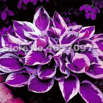 JMS 200Pcs Hosta Plant Seeds Perennials Plantain Flower Bonsai Rare Lily Fowers