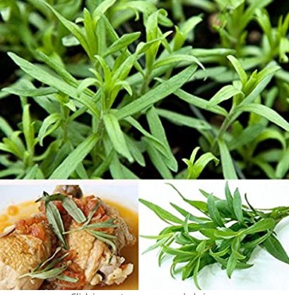 JMS 10Pcs Tarragon Seed Artemisia Dracunculus Seed
