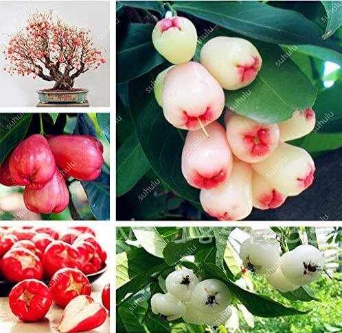 JMS 50Pcs Wax Seeds Tropical Fruit Tree Seeds Planting Is Simple Novel Plants For Home Garden Sement