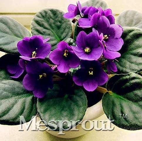 JMS 100Pcs Beautiful Plant Bonsai Flower Bonsai African Red Purple Mini Blue Violet Bonsai Rare Jard