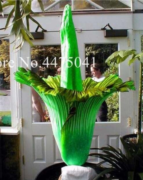 JMS The World Biggest Flowers,  The Corpse Green Flower