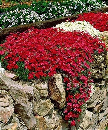 JMS Rainbow Creeping Thyme Plants Blue Rock Cress Plants - Perennial Ground Cover Flower,Natural Gro