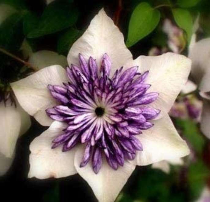 JMS Clematis Bulbs, Clematis Mix, Clematis Hybridas Climbing Plants Garden Landscaping, 50Pcs