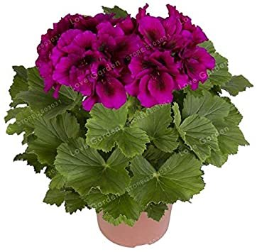 JMS Hot Sale 30Pcs/Bag Multiple Colour Geranium Plants, Perennial Flower Pelargonium,Indoor Plantas 