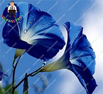 JMS 100 Pcs/Bag Morning Glory Flowers Bonsai Rare Starblue Bonsais Plantas Garden Patio Potted Plant