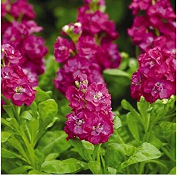 JMS Matthiola 200 Pcs -(Matthiola Incana Ten Week Mix Color) Perfume Night Scented Plants Bonsai Vio