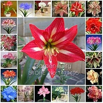 JMS Amaryllis Bonsai Amaryllis Flower Bonsai Amaryllis Hydroponic Plants 50 Pcs/Bag - (Color: Mix)