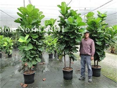 JMS 50 Pcs Ficus Lyrata Bonsai Tree, Indoor Potted Balcony Banyan Tree Leaf Bonsai Garden Plants,Ant