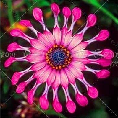 JMS 30Pcs/Bag Osteosoernum Flower Promotion Balcony Bonsai Flower Flowering Farm Perennial Garden Pl