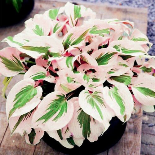 JMS 150Pcs Hosta Flower Seeds Perennials White