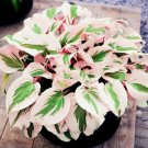 JMS 150Pcs Hosta Flower Seeds Perennials White