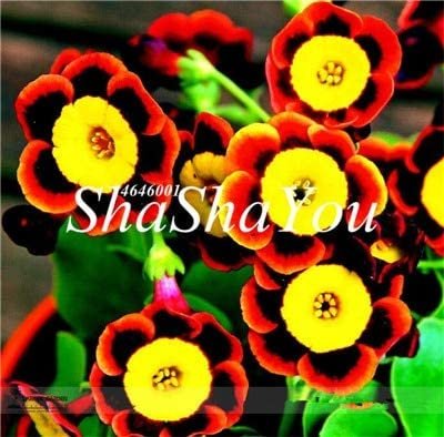 JMS 200Pcs Hanging Petunia Bonsai Flower Blue Morning Glory Bonsai,Rare Color Petunia Flower,Bonsai 