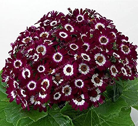 JMS 100Pcs Florists Cineraria Bonsai 9 Kind Different Bonsai Flowers Pericallis Hybrida Bonsai Diy H