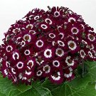 JMS 100Pcs Florists Cineraria Bonsai 9 Kind Different Bonsai Flowers Pericallis Hybrida Bonsai Diy H