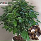 JMS Green Tree Cinnamon Seeds, Indoor Seeds 6Pcs