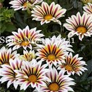 JMS 100 Pcs Gorgeous Gazania Rigens Bonsai, Rare Beautiful Flower Plant Popular Africa Bonsai For Di