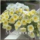 JMS Petunia Flower Bonsai Petunias Garden Bonsai Balcony Petunia Hybrida Flower Bonsai A Package 100