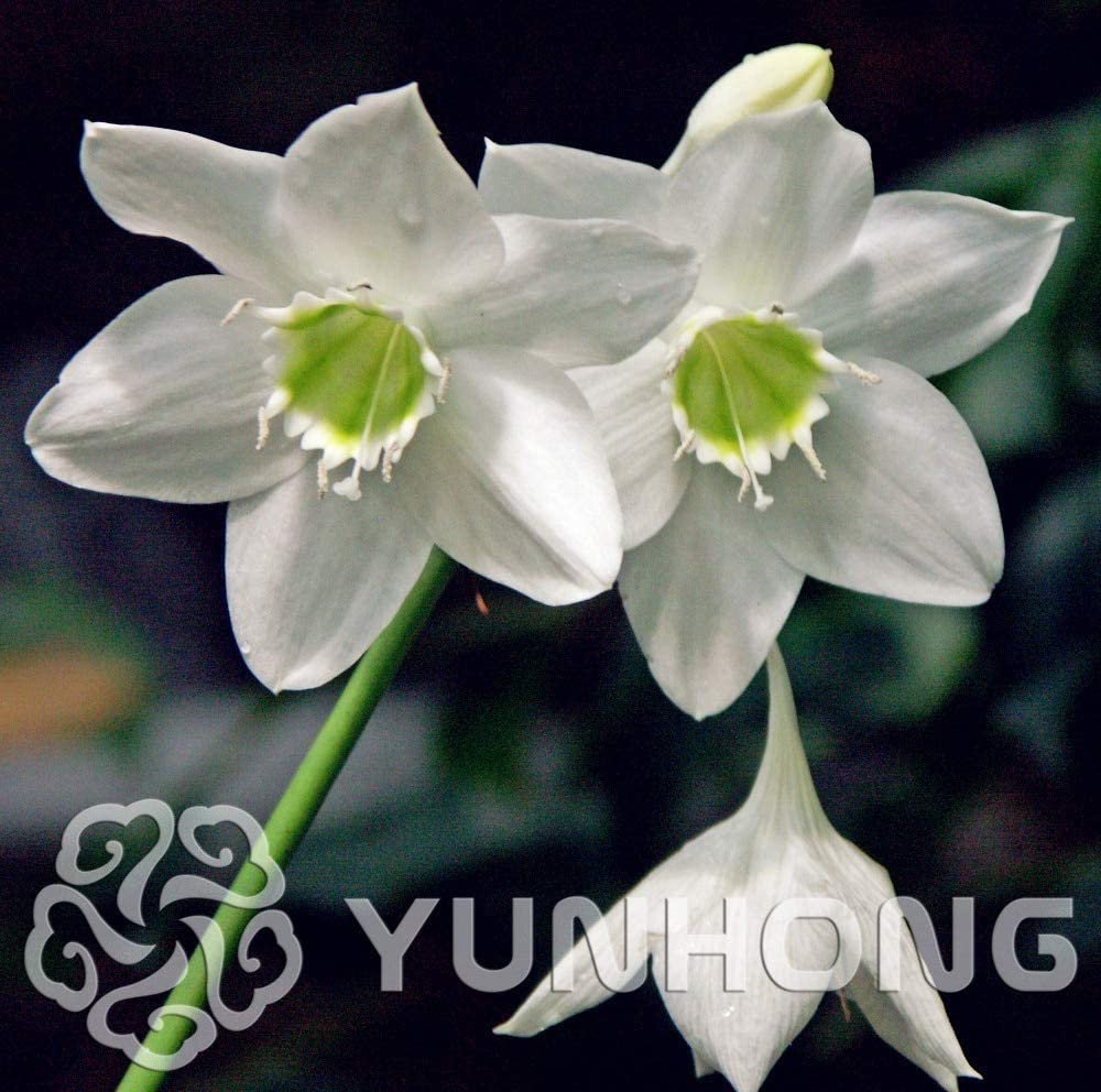 JMS 100Pcs Mixed Eucharis Grandiflora Bonsai, Heat Tolerant,Easy Growing Big Beautiful Flower, Easy 
