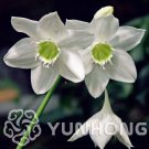 JMS 100Pcs Mixed Eucharis Grandiflora Bonsai, Heat Tolerant,Easy Growing Big Beautiful Flower, Easy 