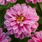 JMS 100 Pcs Long Flowering Period Bonsai Zinnias Elegans Widely Cultivated Common Bai Ri Cao Light U