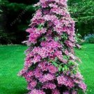 JMS 100Pcs/Bag Clematis Seeds Flowers Clematis Vine Seeds Perennial Flower Seeds Climbing Clematis P
