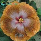 JMS 100Pcs Hibiscus Rosa-Sinensis Perennial Flower Plant Bonsai Big Blooms Red Green Blue Purple Col