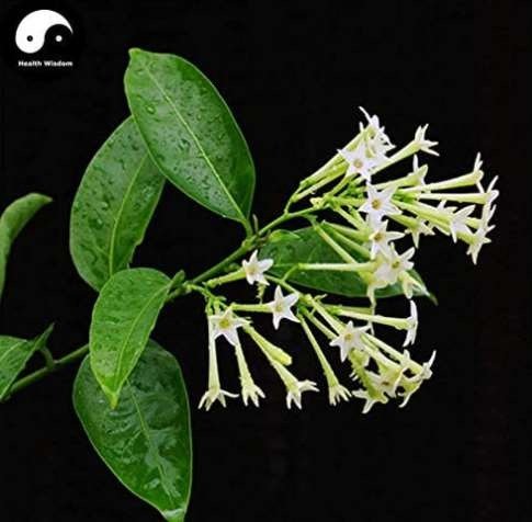 JMS Cordate Telosma Tree Semente 60Pcs Plant Tuberose Tree For Ye Lai Xian