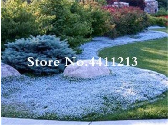 JMS Hot Sale! 200 Pcs/Bag Rock Cress Flower Aubrieta Cultorum Rare Purple Ground Cover Rock Cress Fl