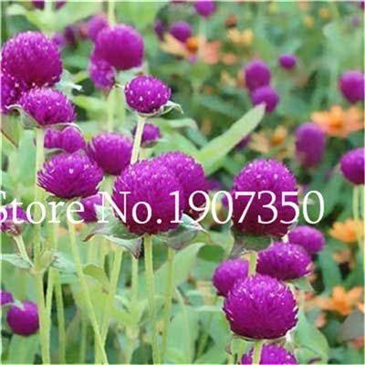 JMS 100 Pcs Gomphrenae Globosa Bonsai, Purple Flower Globe Amaranth,Garden Bonsai Flower Pots, Plant