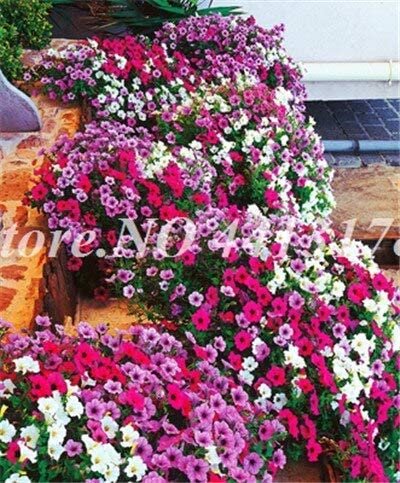 JMS 200 Pcs/Bag Hybrida Color Petunia Hanging Charming Bonsai Potted Ornamental Flower Outdoor Garde