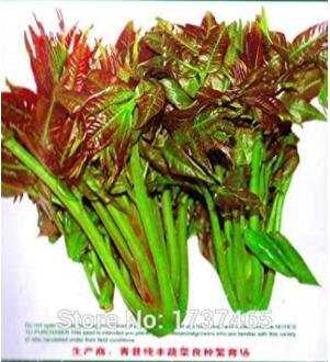 JMS 5Grams Fast-Growing, New Strange Health Vegetable Toona Sinensis Potted Plant Bonsai Home Garden