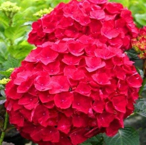 JMS Beautiful Hydrangea Flores Bonsai Plant For Home Garden Have Various Color Hot Sale 20Pcs/Bag - 