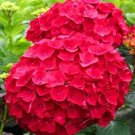 JMS Beautiful Hydrangea Flores Bonsai Plant For Home Garden Have Various Color Hot Sale 20Pcs/Bag - 
