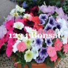 JMS Kasuki Seed Flower Flores Exotic Indoor Seed Lavendar Geranium Rosa Moss Potted Plants Balcony S