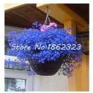 JMS 500 Pcs Exotic Lobelia Bonsai, Garden Indoor Bonsai Flower Plant (Blue) Diaopen Flower Garden De