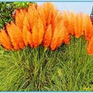 JMS Hot-100Pcs/Bag New Rare Colorful Pampas Grass .Ornamental Cortaderia Selloana Bonsai Pot Plants 