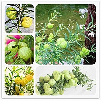 JMS 10 Pcs/Lot Asclepias Physocarpa Bonsai Balloon Flower Gomphocarpus Fruticosus Bonsai Asclepias F