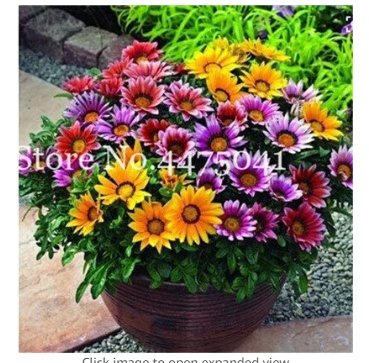 JMS 100 Pcs Gorgeous Gazania Rigens Bonsai, Rare Beautiful Flower Plant Popular Africa Bonsai For Di