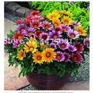 JMS 100 Pcs Gorgeous Gazania Rigens Bonsai, Rare Beautiful Flower Plant Popular Africa Bonsai For Di