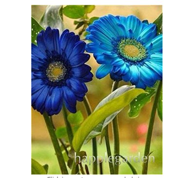 JMS 100Pcs/Bag Gerbera Daisy Bonsai New Hybrids, Mixed Flower Pot Bonsai Plants Easy To Grow For Jar