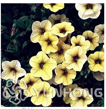 JMS Mini Calibrchoa Million Bells Annual Flower Bonsai, Vary Colors 100Pcs Autumn Seasons Indoor Bal
