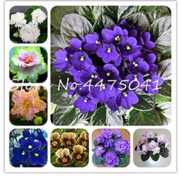 JMS 50 Pcs Mini Violet Bonsai Rainbow Flower Plants Rare African Perennial Herb Indoor Flowers Matth