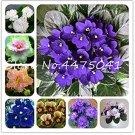 JMS 50 Pcs Mini Violet Bonsai Rainbow Flower Plants Rare African Perennial Herb Indoor Flowers Matth