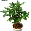 JMS 20 Pcs Cinnamon Bonsai Evergreen Tree Potted Plant For Home Garden, Indoor Grove Mini Forest Orn