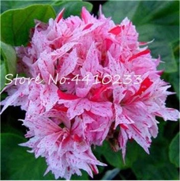 JMS Kasuki Seed 50 Pcs Colorful Geranium Seed Beautiful Garden Flower Perennial Fleur Graine Geraniu