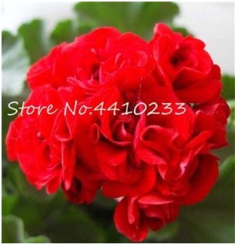 JMS Kasuki Seed 50 Pcs Colorful Geranium Seed Beautiful Garden Flower Perennial Fleur Graine Geraniu
