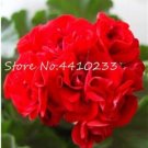 JMS Kasuki Seed 50 Pcs Colorful Geranium Seed Beautiful Garden Flower Perennial Fleur Graine Geraniu